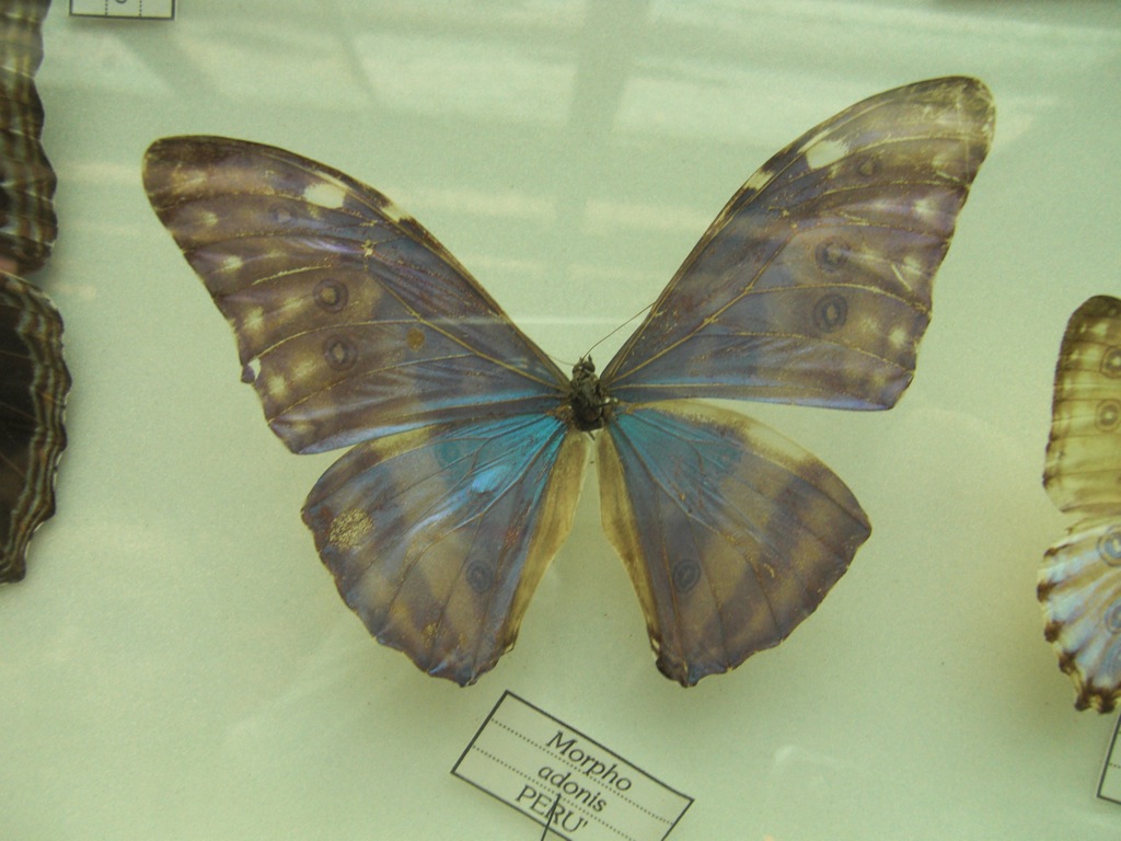 Butterfly Farming Butterfly Farming