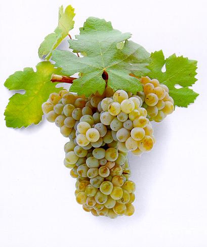 La Vendemmia La Vendemmia